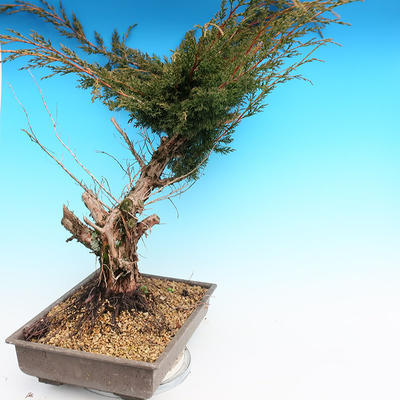 Yamadori Juniperus chinensis - borievka - 4