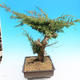 Yamadori Juniperus chinensis - borievka - 4/6