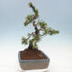 Vonkajší bonsai - Pinus mugo - Borovica kľač - 4/5