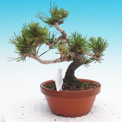 Pinus thunbergii - Borovica thunbergova - 4