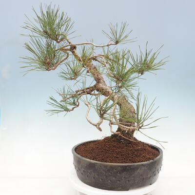 Vonkajší bonsai - Pinus sylvestris Watereri - Borovica lesná - 4