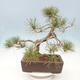 Vonkajší bonsai - Pinus sylvestris Watereri - Borovica lesná - 4/4