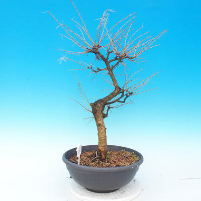 Vonkajší bonsai -Modřín opadavý-Larix decidua - 4