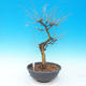 Vonkajší bonsai -Modřín opadavý-Larix decidua - 4/4