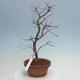 Vonkajšie bonsai - Javor palmatum DESHOJO - Javor dlaňolistý - 4/5