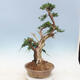 Vonkajšie bonsai - Juniperus chinensis -Jalovec čínsky - 4/6