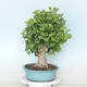 Vonkajší bonsai - Jinan dvojlaločný - Ginkgo biloba - 4/4