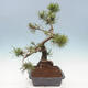 Vonkajší bonsai - Pinus mugo - Borovica kľač - 4/5