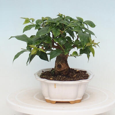 Izbová bonsai - Bouganwilea - 4