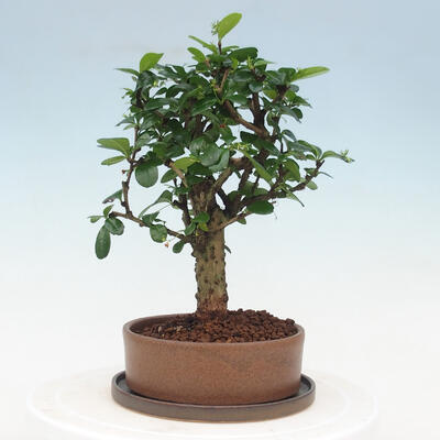 Izbová bonsai s podmiskou - Carmona macrophylla - Čaj fuki - 4