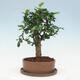Izbová bonsai s podmiskou - Carmona macrophylla - Čaj fuki - 4/7