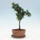 Izbová bonsai s podmiskou - Podocarpus - Kamenný tis - 4/4
