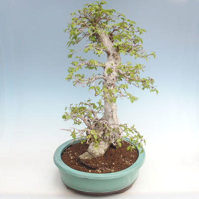 Vonkajší bonsai -Carpinus CARPINOIDES - Hrab kórejský VB2020-566 - 4