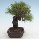 Pinus thunbergii - Borovica thunbergova VB2020-572 - 4/5