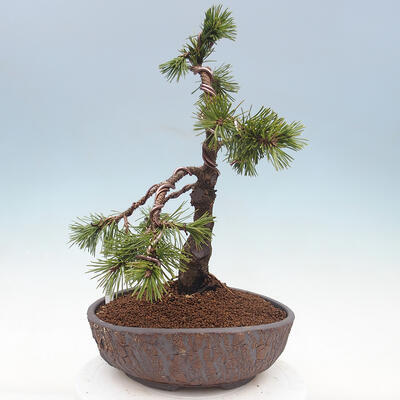 Vonkajší bonsai - Pinus mugo - Borovica kľač - 4