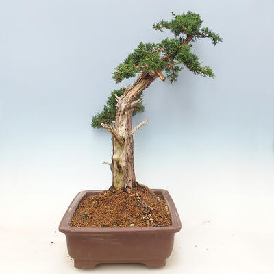 Vonkajšie bonsai - Juniperus chinensis -Jalovec čínsky - 4