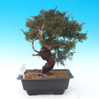 Vonkajšie bonsai - Juniperus chinensis Itoigava-Jalovec čínsky - 4