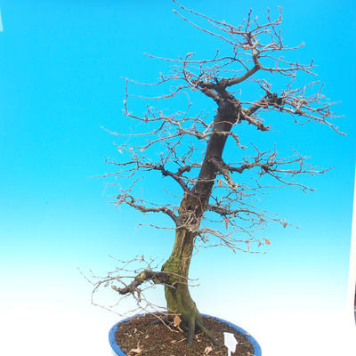 Vonkajší bonsai -Habr obyčajný - Carpinus carpinoides - 4