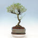 Izbová bonsai - Serissa foetida Variegata - Strom tisíce hviezd - 4/4