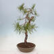 Vonkajší bonsai - Pinus sylvestris - Borovica lesná - 4/4