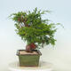 Vonkajší bonsai - Juniperus chinensis Itoigawa -Jalovec čínsky - 4/4