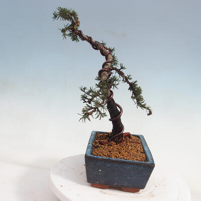 Vonkajšie bonsai - Cedrus Bozkavanie brevifolia - Céder zelený - 4