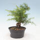 Vonkajší bonsai -Larix decidua - Smrekovec opadavý - 4/4