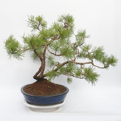 Vonkajší bonsai - Pinus sylvestris - Borovica lesná - 4