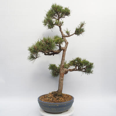 Vonkajší bonsai - Pinus sylvestris Watereri - Borovica lesná - 4