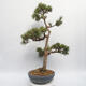 Vonkajší bonsai - Pinus sylvestris Watereri - Borovica lesná - 4/4