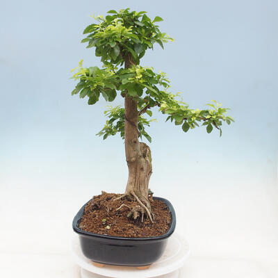 Izbová bonsai - Durant erecta Aurea - 4