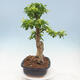 Izbová bonsai - Durant erecta Aurea - 4/6