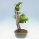 Izbová bonsai - Durant erecta Aurea - 4/5