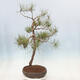 Vonkajší bonsai - Pinus sylvestris - Borovica lesná - 4/4