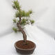 Vonkajší bonsai - Pinus sylvestris - Borovica lesná - 4/5