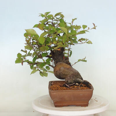 Vonkajšie bonsai - Pseudocydonia sinensis - Kdoloň čínska - 4