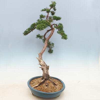 Vonkajšie bonsai - Juniperus chinensis -Jalovec čínsky - 4