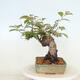 Vonkajšie bonsai - Pseudocydonia sinensis - Kdoloň čínska - 4/4