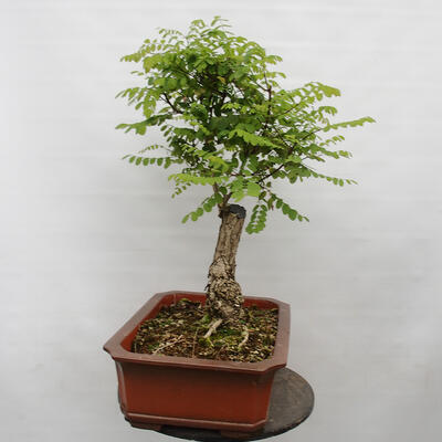 Vonkajšie bonsai - Agát - Robinia pseudoacacia - 4
