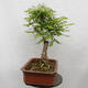 Vonkajšie bonsai - Agát - Robinia pseudoacacia - 4/6