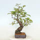 Vonkajšie bonsai - Pseudocydonia sinensis - Kdoloň čínska - 4/4