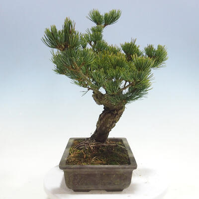 Vonkajšie bonsai - Pinus parviflora - Borovica drobnokvetá - 4