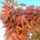 Vonkajšie bonsai - Acer palmatum Beni Tsucasa - Javor dlaňolistý - 4/4