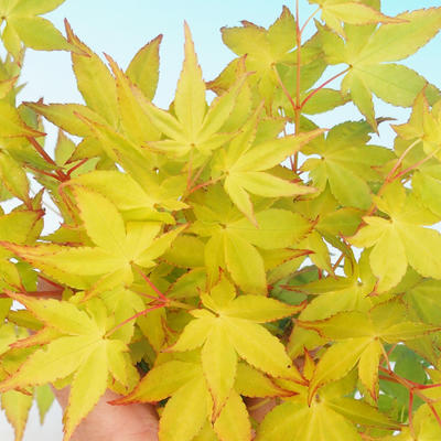 Vonkajšie bonsai - Acer palmatum aureum - Javor dlaňolistý zlatý - 4