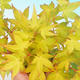 Vonkajšie bonsai - Acer palmatum aureum - Javor dlaňolistý zlatý - 3/3
