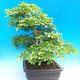 Vonkajší bonsai -Carpinus CARPINOIDES - Hrab kórejský - 4/5