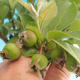 Vonkajšie bonsai - Malus halliana - Maloplodé jabloň - 4/4