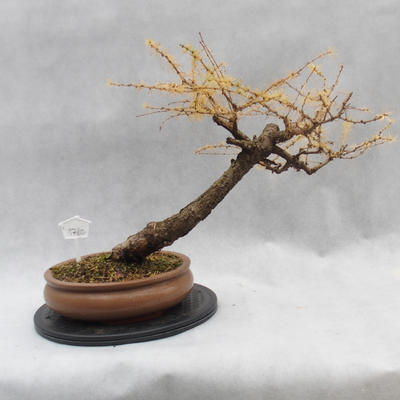 Vonkajší bonsai -Modřín opadavý - Larix decidua - 4