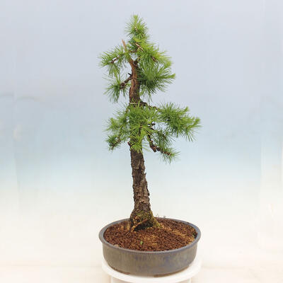 Vonkajší bonsai -Larix decidua - Smrekovec opadavý - 4