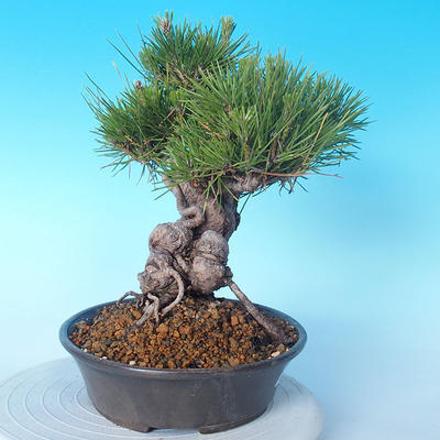 Pinus thunbergii - Borovica thunbergova - 4